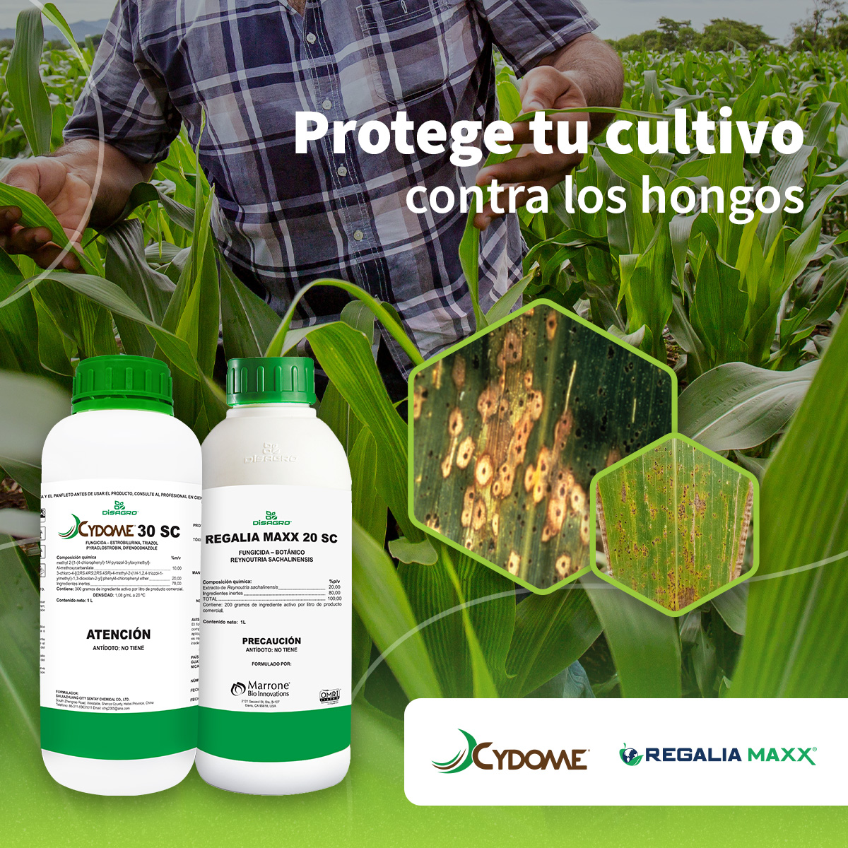 Detén el daño por 𝐦𝐚𝐧𝐜𝐡𝐚 𝐝𝐞 𝐚𝐬𝐟𝐚𝐥𝐭𝐨 y 𝐫𝐨𝐲𝐚