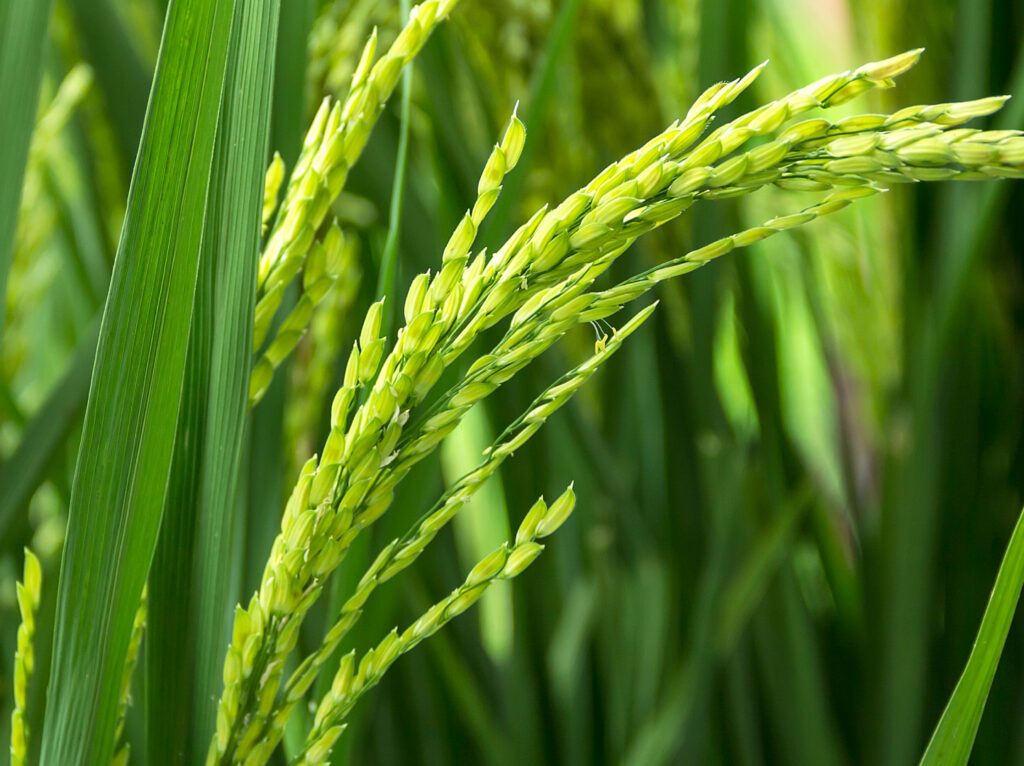 mejor-fertlizante-para-arroz-panama