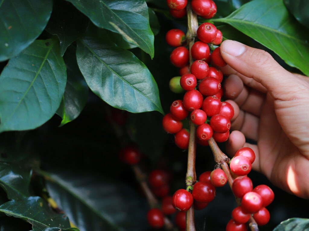 mejor-fertlizante-para-cafe-panama