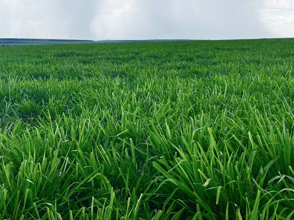 mejor-fertlizante-para-pasto-panama
